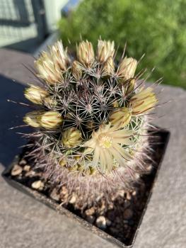 Mammillaria T10 gelb